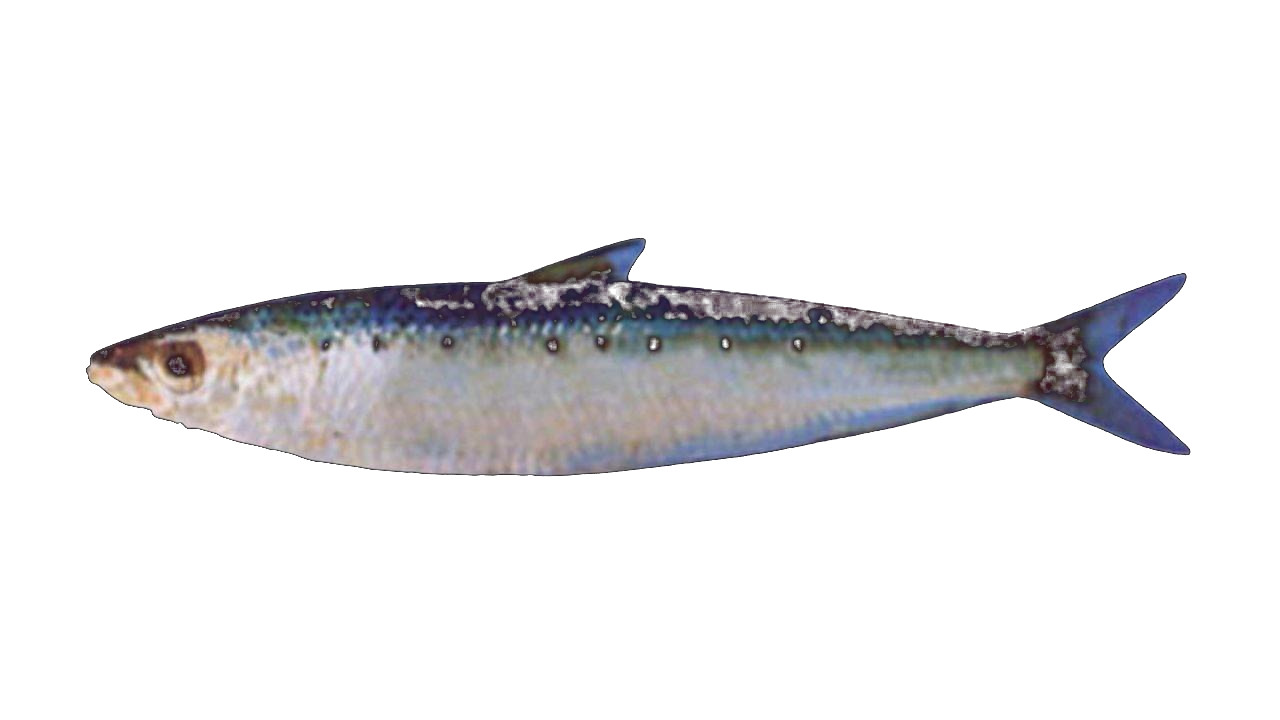 Anchovy Engraulis encrasicolus