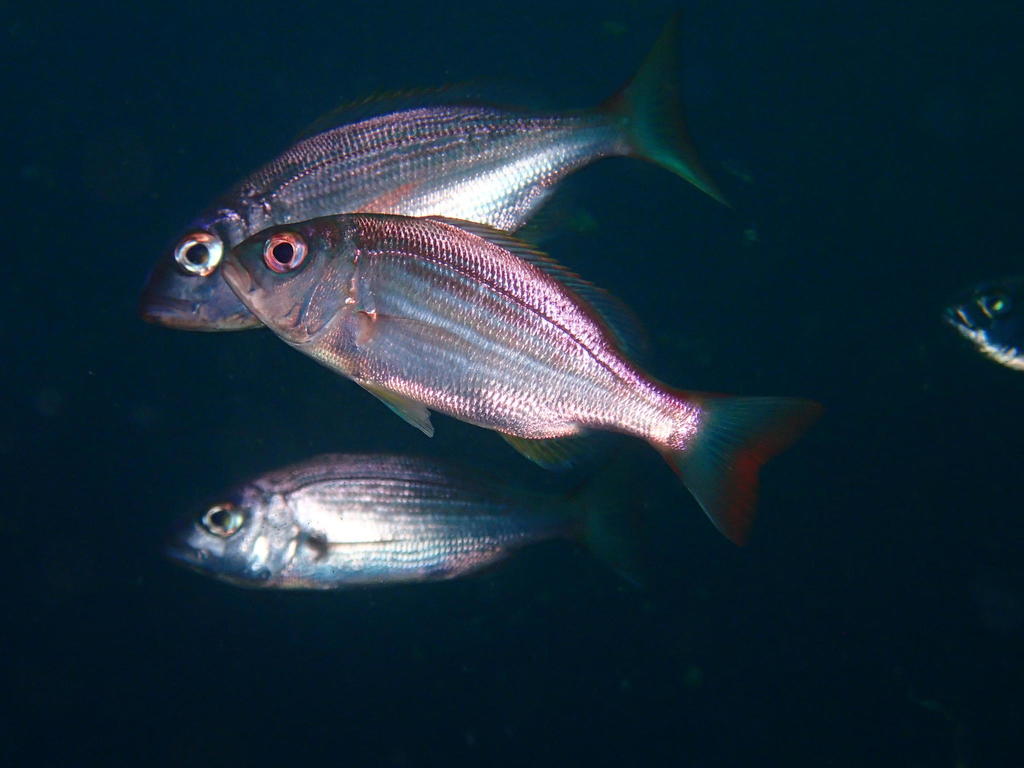Pangas (Bigeye Stumpnose)