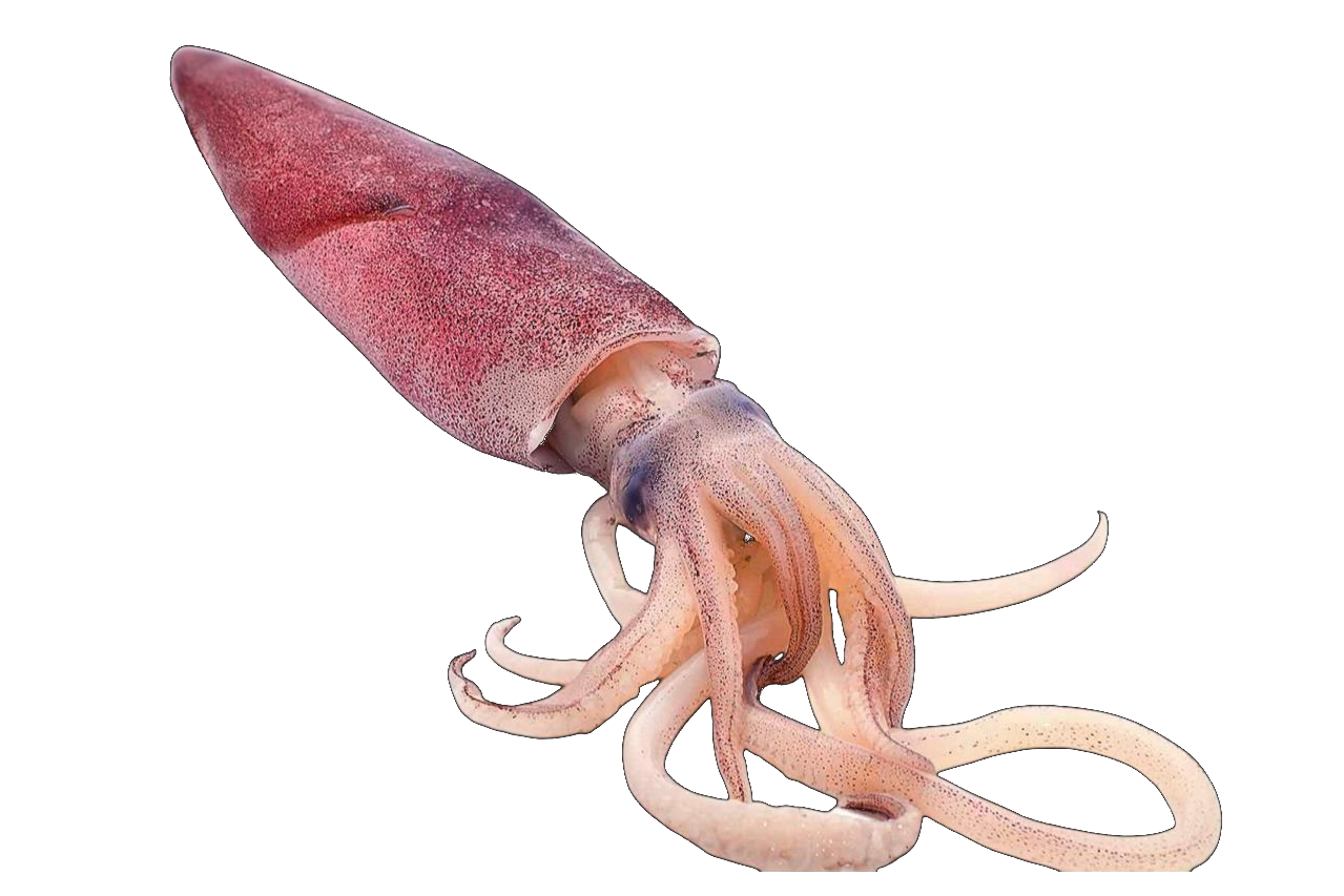Chokka Squid